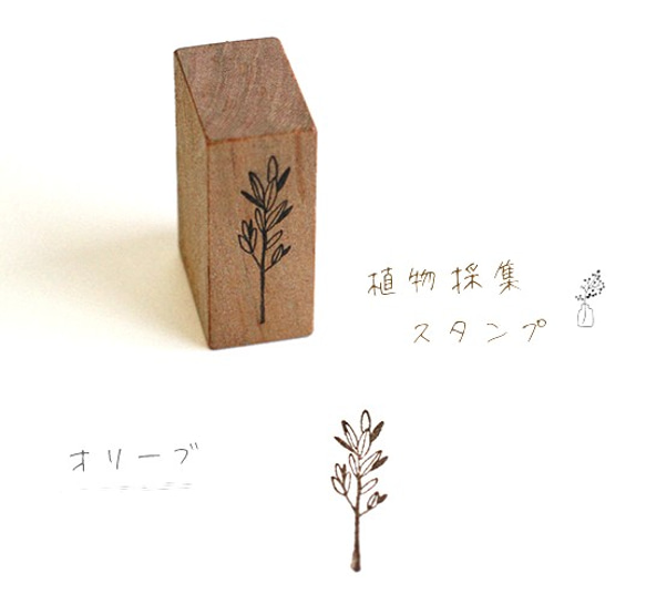 植物採集スタンプ『オリーブ』 1枚目の画像