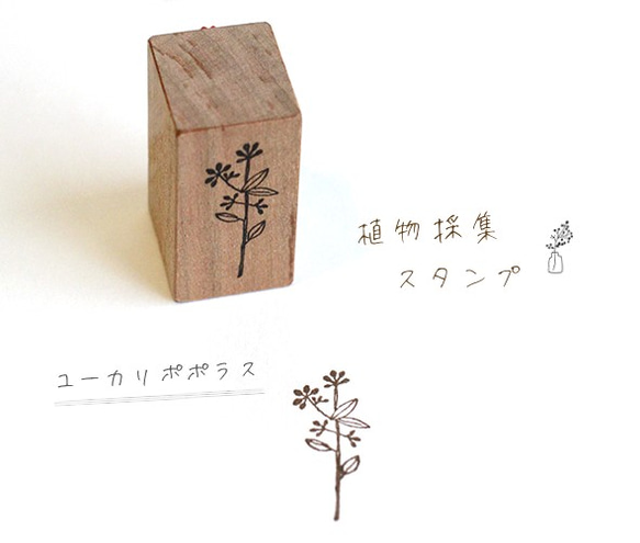 植物採集スタンプ『ユーカリポポラス』 1枚目の画像