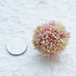 モコモコが可愛い多肉植物のブロッコリーリング～　ピンク 5枚目の画像