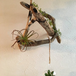 12】壁掛け 流木アート☆流木グリーン その他インテリア雑貨 kyatsu