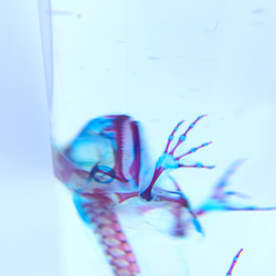 透明標本　トノサマガエル1 4枚目の画像