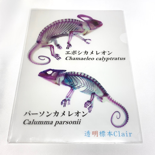 透明標本のA4クリアファイル その他雑貨 透明標本Clair 通販 10791141