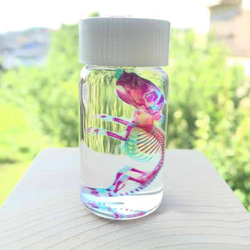 ウズラ　透明標本　Sグレード 171770561.jpg?cmsp_timestamp=