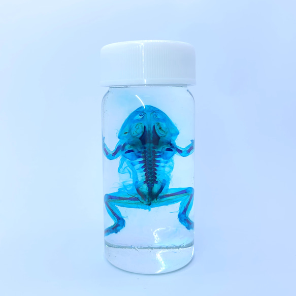 透明標本 クランウェルツノガエル その他置物 透明標本Clair