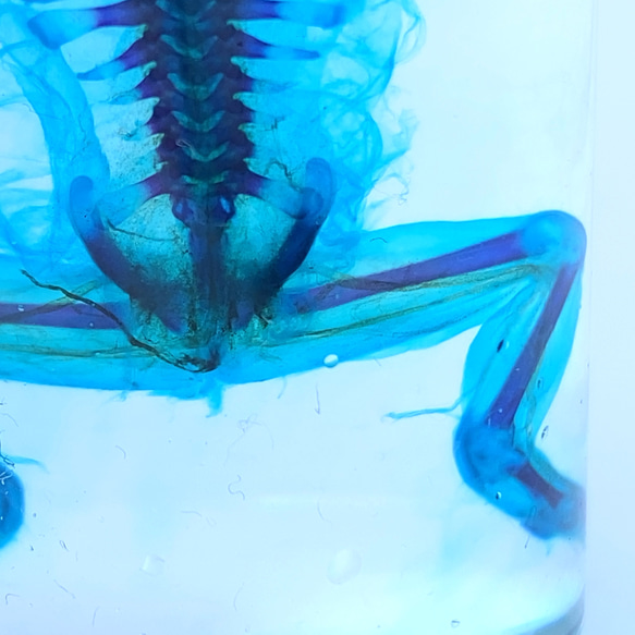 透明標本　クランウェルツノガエル 3枚目の画像