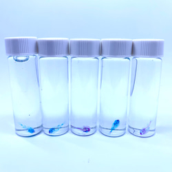 透明標本 スッポン その他置物 透明標本Clair 通販 8497443