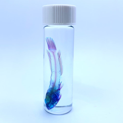 古い魚の標本 Amazon.co.jp: 魚の骨格モデル-1：1の魚の骨の標本-実際の骨の