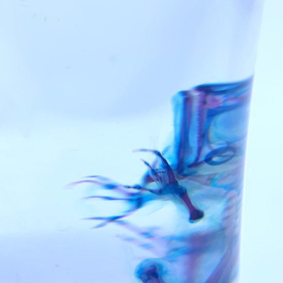 透明標本　トノサマガエル2 5枚目の画像