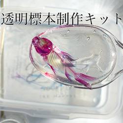セール★限定販売★オリジナル商品【透明標本作製キット】全17点 限定販売☆オリジナル商品【透明標本作製キット】全17点 - メルカリ