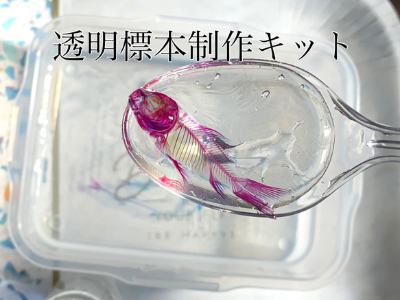 オリジナル商品☆専用販売【透明標本作製キット】×2個 透明標本作製キット | 小型海水水槽・人工ライブロック通販