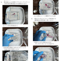 透明標本制作キット 3枚目の画像