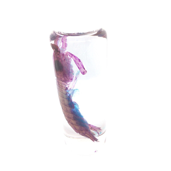 透明標本 シャコ2 2枚目の画像