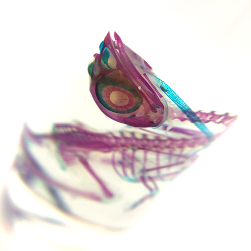 透明標本 ウズラ その他置物 透明標本Clair 通販 6622856｜Creema