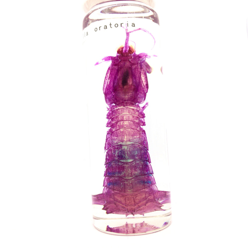美品【1点物】透明骨格標本 シャコ 7-8cm 30ml 美品【1点物】透明骨格標本 シャコ 7-8cm 30ml - メルカリ