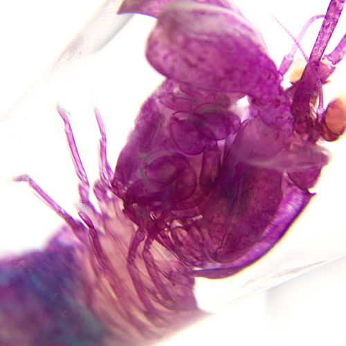 透明標本 シャコ その他置物 透明標本Clair 通販 6622867