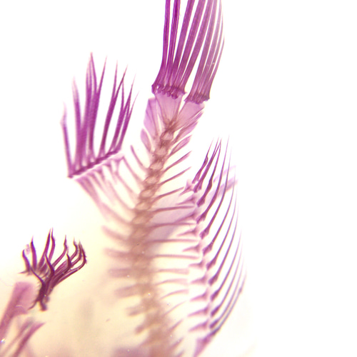 透明標本 カエルアンコウ その他置物 透明標本Clair 通販 6622900