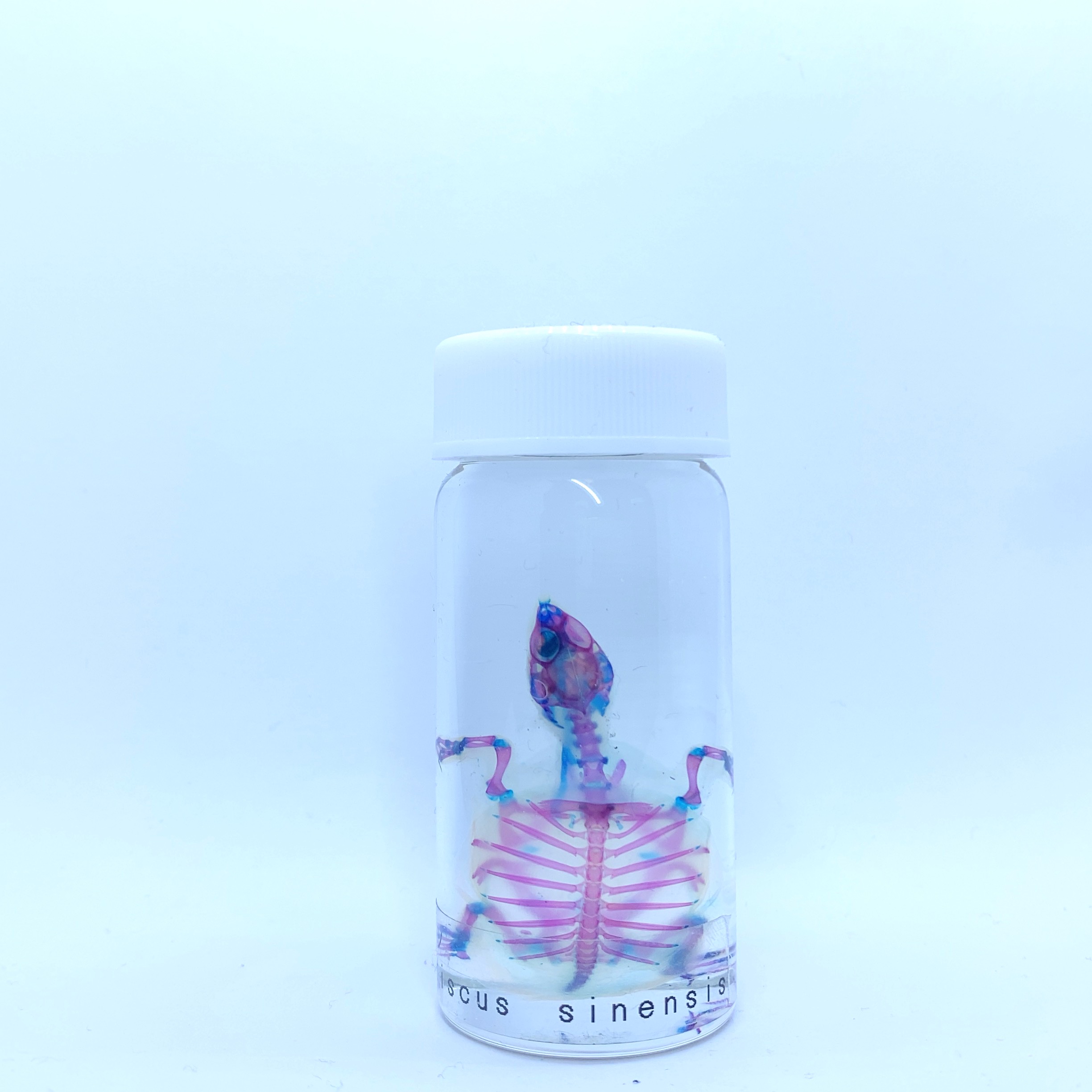 スッポン　透明標本 透明工房 ～生命の華～ ☆透明標本 製作・販売 学術指導☆