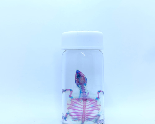 楽天市場】透明標本 交換用 グリセリン チモール入り 50ml