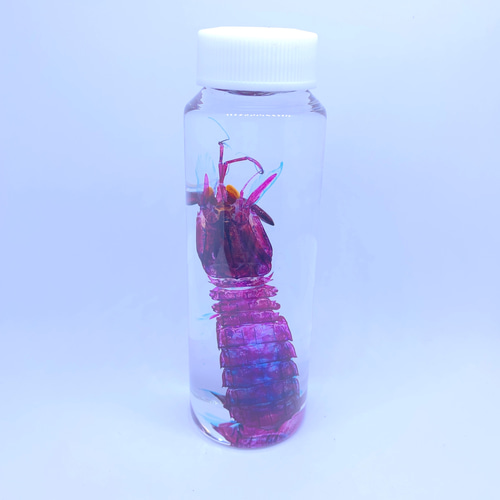 美品【1点物】透明骨格標本 シャコ 7-8cm 30ml 美品【1点物】透明骨格標本 シャコ 7-8cm 30ml - メルカリ