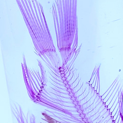 透明標本　金魚 4枚目の画像