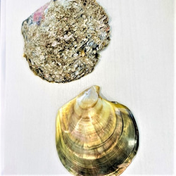 黒蝶貝+天然石アンクレット　～ブラックスピネル＋silver925～ 10枚目の画像