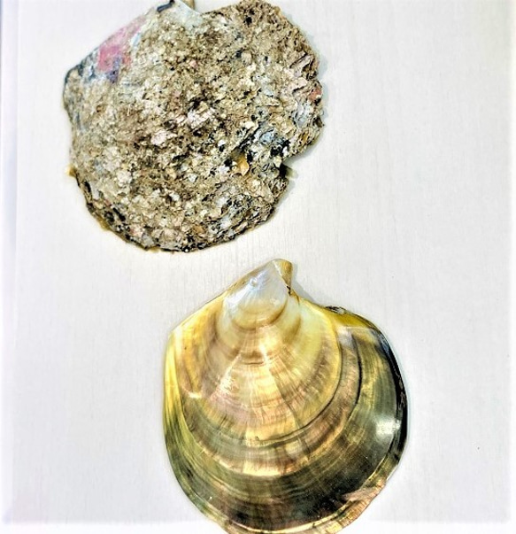 黒蝶貝+天然石アンクレット　～ブラックスピネル＋silver925～ 10枚目の画像