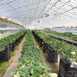 人気Ｎｏ．1生チョコいちご（大） 4枚目の画像