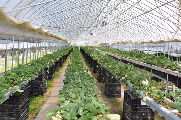 人気Ｎｏ．1生チョコいちご（大） 4枚目の画像