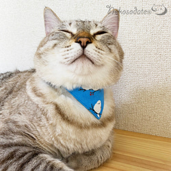 Serious Collar [Shimaenaga 圖案米色] 顯眼頭巾風格/貓友好型可選擇帶扣貓項圈安全項圈小貓成年貓 第6張的照片