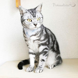 Serious Collar【雪地針葉林圖案灰色】顯眼頭巾風格/貓友好型可選擇帶扣貓項圈安全項圈小貓成年貓 第1張的照片