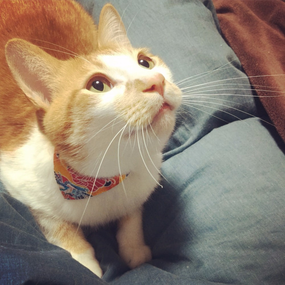 まじめな首輪【大漁旗柄イエロー】目立つバンダナ風／猫に