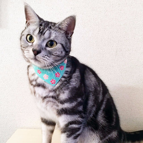 Serious Collar【櫻花單雙/淺綠色】顯眼頭巾款式/貓友好型可選扣貓項圈安全項圈小貓成年貓 第2張的照片