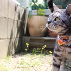 まじめな首輪【大漁旗柄】目立つバンダナ風／猫にやさしい選べるバックル猫首輪 安全首輪 子猫 成猫 2枚目の画像