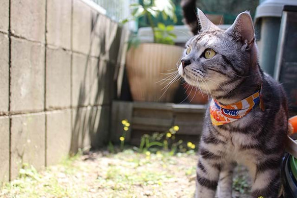 Serious Collar [大抓旗圖案] 顯眼頭巾風格/貓友好型可選擇帶扣貓項圈安全項圈小貓成年貓 第2張的照片