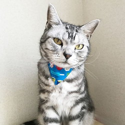 Serious Collar [Agari Iccho 圖案] 顯眼頭巾風格/貓友好型可選擇帶扣貓項圈安全項圈小貓成年貓 第2張的照片