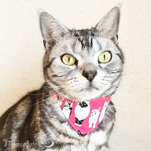 楽天市場】猫 バングルの通販