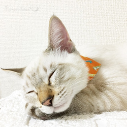 Serious Collar [長頸鹿圖案] 顯眼頭巾風格/貓友好型可選擇帶扣貓項圈安全項圈小貓成年貓 第2張的照片