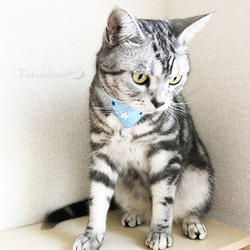 Serious Collar [紋理星星圖案] 顯眼頭巾風格/貓友好型可選擇帶扣貓項圈安全項圈小貓成年貓 第2張的照片