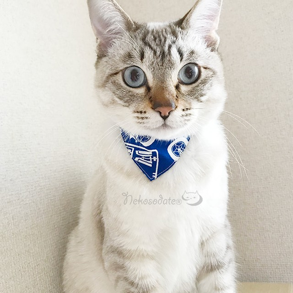 嚴肅項圈【塑料模型圖案】顯眼頭巾款式/貓友好型可選扣貓項圈安全項圈小貓成年貓 第1張的照片