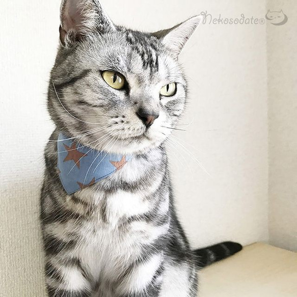 まじめな首輪【ビッグスター柄】目立つバンダナ風／猫にやさしい選べるバックル猫首輪 安全首輪 子猫 成猫 2枚目の画像