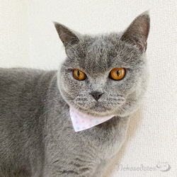 Serious Collar [粉彩心形圖案] 顯眼頭巾風格/貓友好型可選擇帶扣貓項圈安全項圈小貓成年貓 第8張的照片