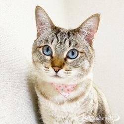 Serious Collar [粉彩心形圖案] 顯眼頭巾風格/貓友好型可選擇帶扣貓項圈安全項圈小貓成年貓 第9張的照片