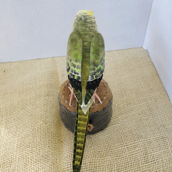 緑セキセイインコオス 2枚目の画像