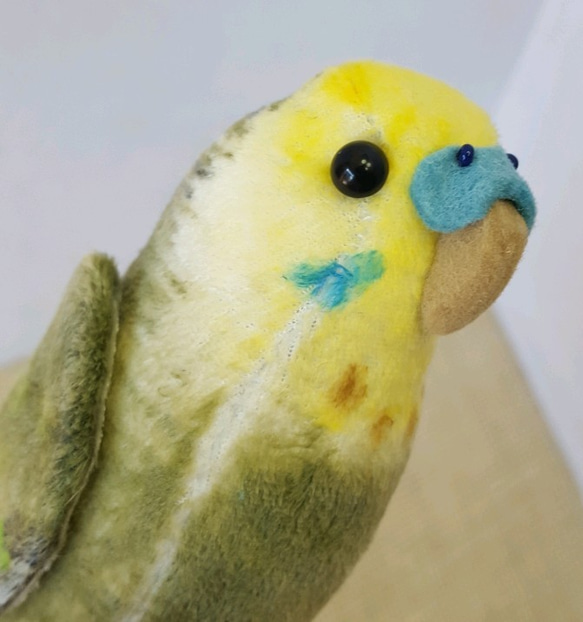 緑セキセイインコオス 4枚目の画像