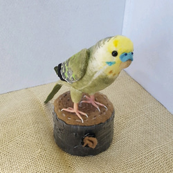 緑セキセイインコオス 6枚目の画像