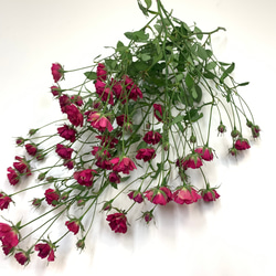 リトルウッズドライフラワー ドライフラワー *mogera* 通販 11033420