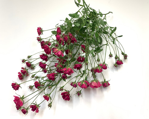 ハンドメイド　花材　ドライフラワー　ホワイトウッズ　薔薇　r-7 ハンドメイド 花材 ドライフラワー ホワイトウッズ 薔薇 r-7