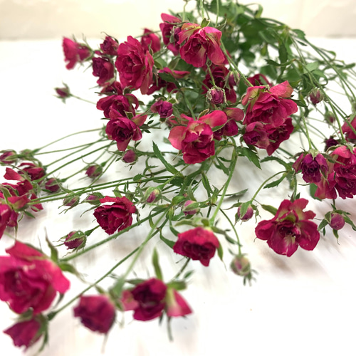 ハンドメイド　花材　ドライフラワー　リトルウッズ　薔薇　r-6 リトルウッズドライフラワー ドライフラワー *mogera* 通販