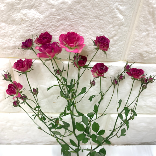 ハンドメイド　花材　ドライフラワー　リトルウッズ　薔薇　r-5 ハンドメイド 花材 ドライフラワー リトルウッズ 薔薇 r-5