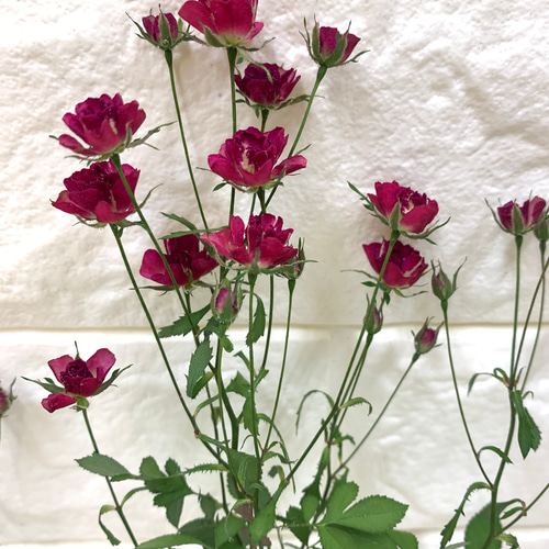 ハンドメイド　花材　ドライフラワー　リトルウッズ　薔薇　r-6 リトルウッズドライフラワー ドライフラワー *mogera* 通販